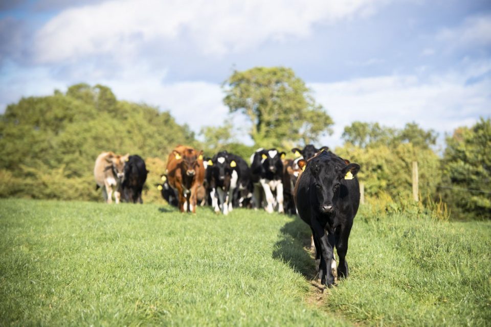 What we do Archers Ice Cream